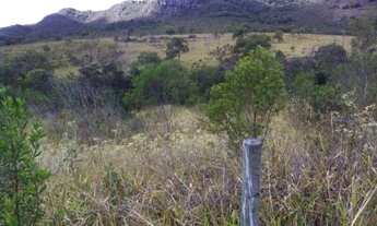 Imagem 2: Lote Milho Verde