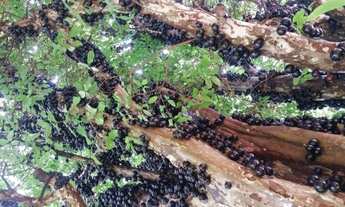 Imagem 2: Chácara em Aracruz