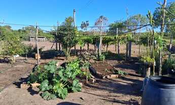 Imagem 7: Fazenda 1.717 hec pega 100% em permuta com renda, em porto alegre norte MT