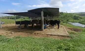 Imagem 2: Venda-se está propriedade de 5 alqueires em São Francisco do Itabapoana/RJ