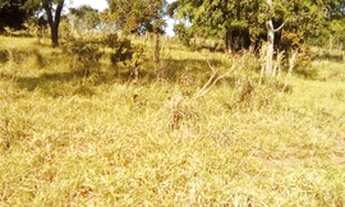 Imagem 4: CHACARA PECUÁRIA. 8,5 HECTARES...JARAGUARI..