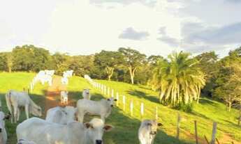 Imagem 4: Chácara 12 alqueires