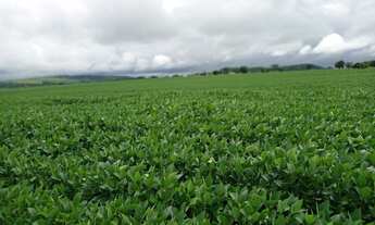 Imagem: 7 Alqueires na região de Hidrolândia-GO