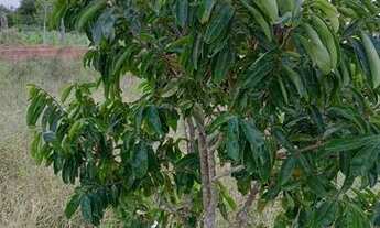 Imagem 6: Chacara Chácara com venda por R$140.000