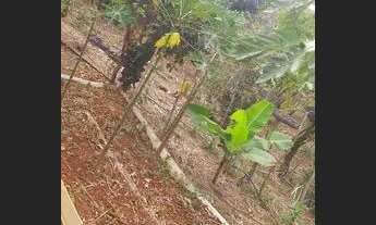 Imagem 4: Vendo uma chácara na taboquinha município de Padre Bernardo Goiás