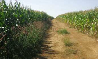 Imagem 6: Fazenda à Venda 472 Hectares Unaí - MG