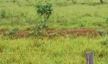 Imagem 2: Fazenda de 625 Hectares de Terras de Cultura e Cerrado Vermelho, Muita Madeira de Lei - Ri