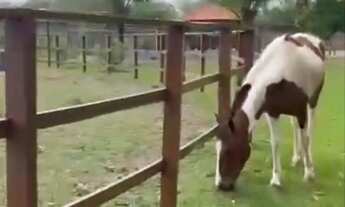 Imagem 4: Haras Residence - lote