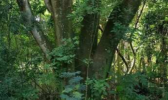 Imagem 5: Sítio em Avenida Rio das Pedras - Pompéia - Piracicaba/SP