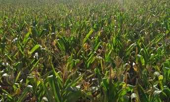 Imagem 6: Fazenda a Venda em Agua Doce no Horizonte