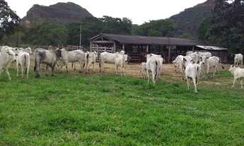 Imagem 2: 248 Alqs Pra Gado Boa Água Logística e Terra Entrada + Uma Centenário TO