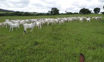 Imagem: 54 alqueires em Padre Bernado-Go