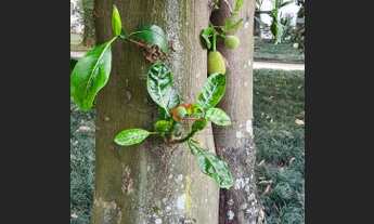 Imagem 4: APARTAMENTO RESIDENCIAL em SÃO PAULO - SP, GRANJA JULIETA