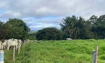 Imagem 5: Chácara 12 alqueires