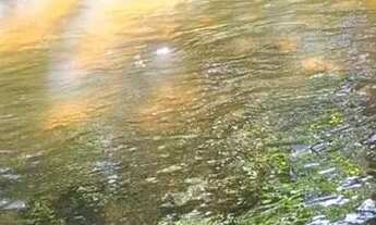 Imagem 3: Vendo chácara de 6.4 hectares no núcleo rural quintas do Maranhão