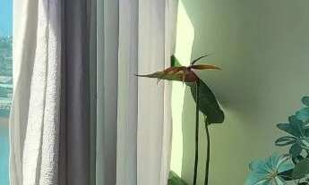 Imagem 4: Apartamento duplex 285.000 reais no centro de Vitória com terraço vista panorâmica