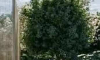 Imagem 7: APARTAMENTO - ALTO DA LAPA - SP