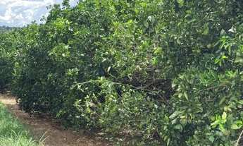 Imagem: Fazenda de 404 alqueres na região da cidade