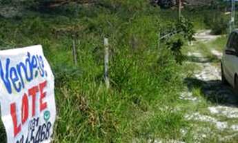 Imagem 4: Lote Milho Verde