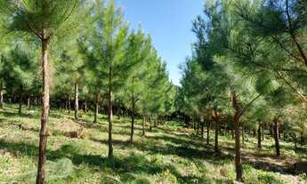 Imagem 3: Terreno com 30000 m² - Próximo a Rampa do Búgio - Bateias de Baixo Campo Alegre - SC