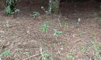 Imagem 6: Terrenos (4), 9.243 m², Condomínio p/ represa, topogr. mista, com rua, 6 km do centro Mair