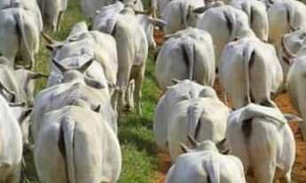 Imagem: Fazenda/Sítio/Chácara para venda tem 6195200