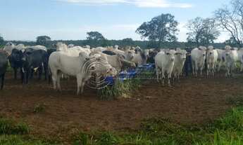 Imagem: Fazenda à venda no bairro Área Rural de