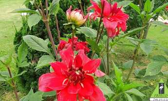 Imagem 3: IBIUNA - RESIDENCIAL - CURRAL