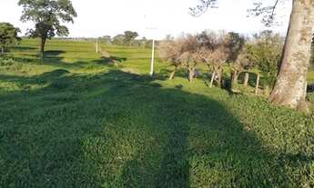 Imagem: Fazenda 44 alqueires em Sta Rita do Oeste
