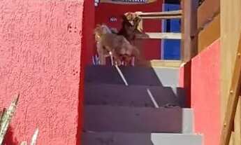 Imagem 2: Casa com 4 dormitórios no Ribeirão da Ilha