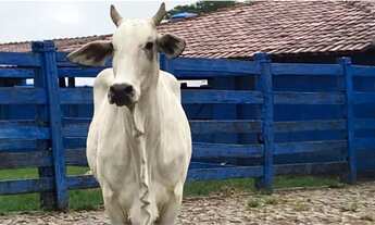 Imagem 2: Fazenda à venda de 86 alqueires em Guapo-GO