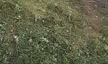 Imagem: Vendo terreno 12x25 área total 300m2