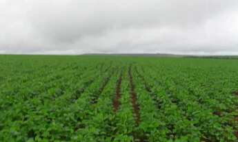 Imagem 2: Fazenda à Venda 472 Hectares Unaí - MG