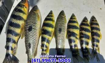 Imagem 2: Chácara 20mil Metros quadrados Padre Bernardo Na beira