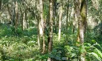 Imagem 5: Área de terra bairro Linha Olinda, Nova Petropólis.RS REF: 246