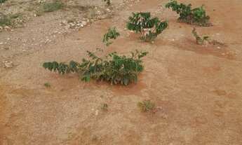 Imagem 7: Chácara de esquina 10km do trevo de Juramento