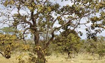 Imagem 6: Chácara 2 HECTARES