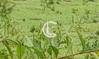 Imagem 4: CHÁCARA A VENDA