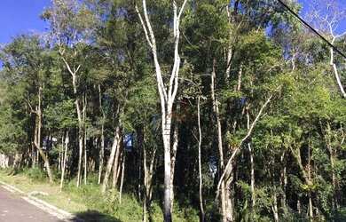 Imagem 2: Terreno no bairro Floresta em Gramado!