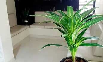 Imagem 3: Apartamento para locação próximo a Unicesumar em Maringá