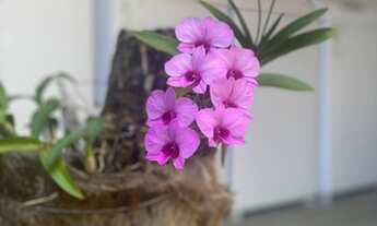 Imagem 6: Aluguel de quartos