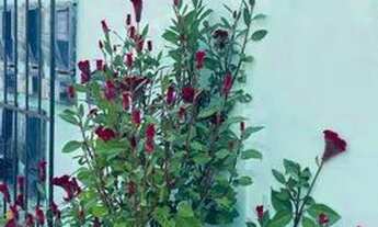 Imagem 2: APARTAMENTO 2/4 , PARA ALUGAR NO PARQUE VERDE