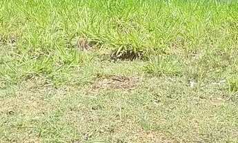 Imagem 2: Terreno Village Paraybuna 1032 m2