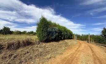 Imagem 6: Sitio de 66.000m2 em alta produção de limão