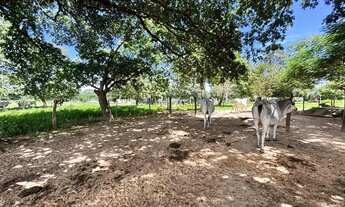 Imagem 2: VENDO!!! uma fazenda com 154 hectares na região do manso distrito de Marzagão de