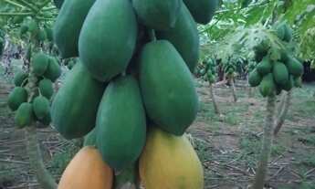 Imagem 4: Sítio na estrada de Manacapuru km62