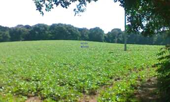 Imagem 5: CHÁCARA 12 MIL M² CONTENDA DOCUMENTOS OK. ESCRITURA E REGISTRO, PLANTIO LAVOURA FRENTE PAR