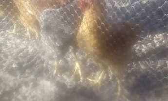 Imagem 2: VENDO CASA 130.000 OU SÍTIO 300.000