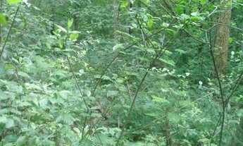 Imagem: Vendo uma chácara em Água Fria de GO