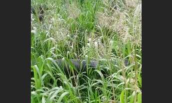 Imagem: Vendo sítio 57 alqueire